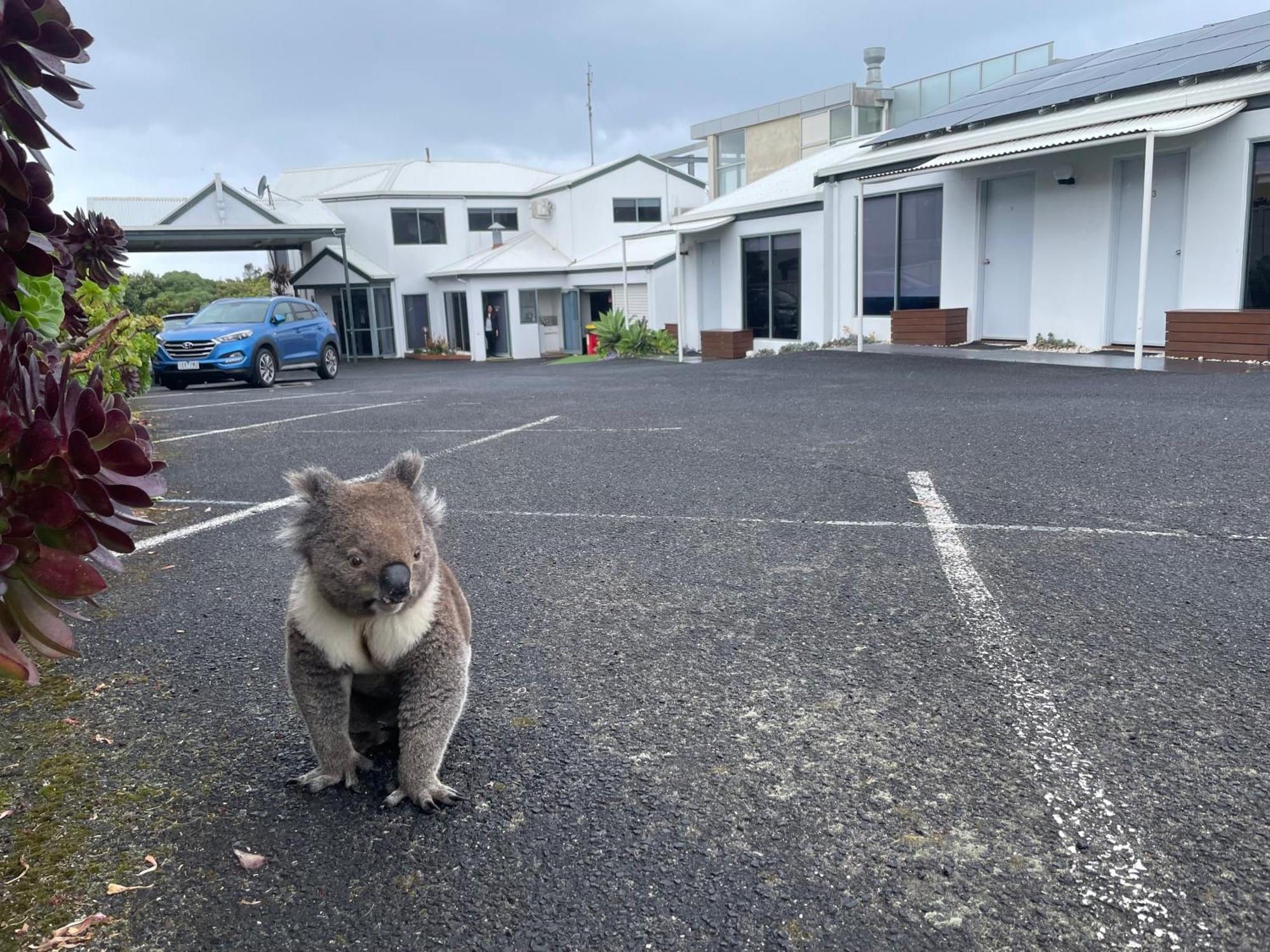 Coastal Motel Apollo Bay Eksteriør bilde